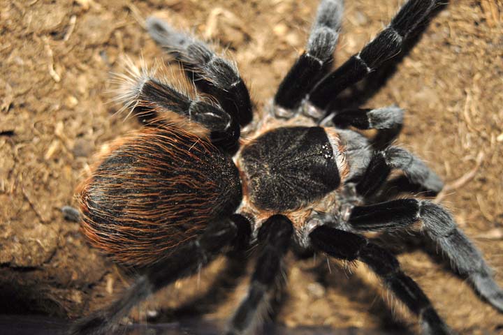 Brachypelma vagans