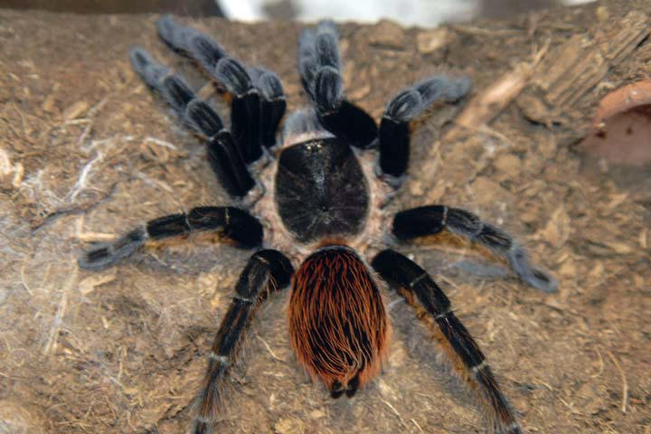 Brachypelma vagans