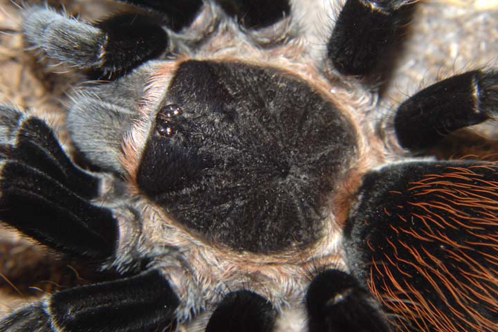 Brachypelma vagans