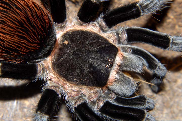 Brachypelma vagans