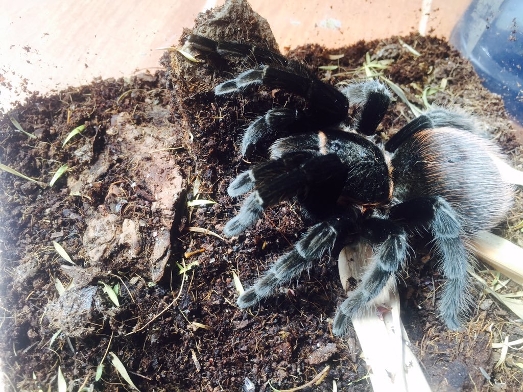 Brachypelma Vagans | Arachnoboards