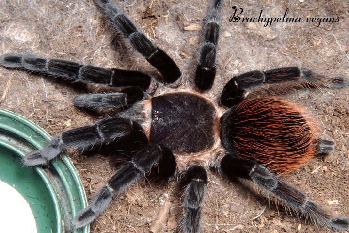 Brachypelma vagans