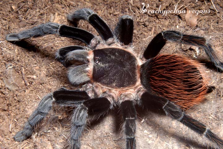 Brachypelma vagans