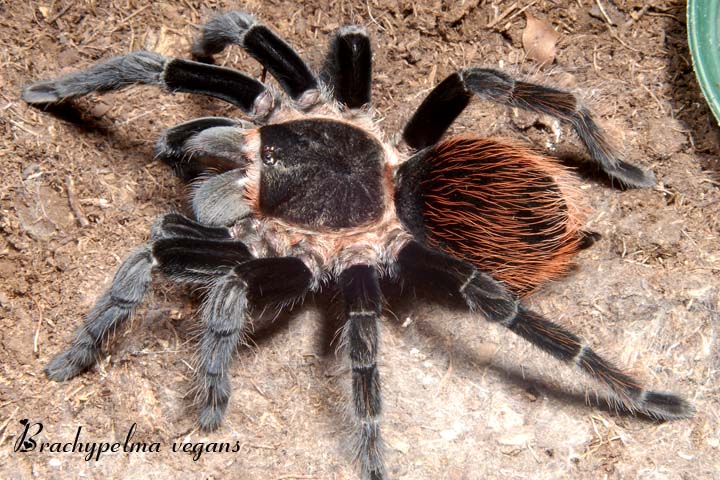 Brachypelma vagans