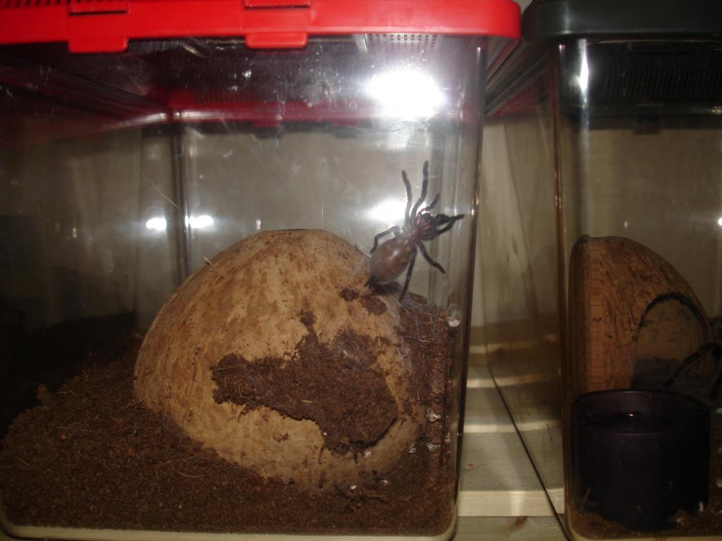 Brachypelma Vagans