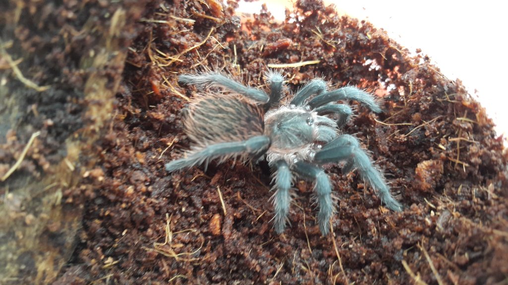 Brachypelma vagans