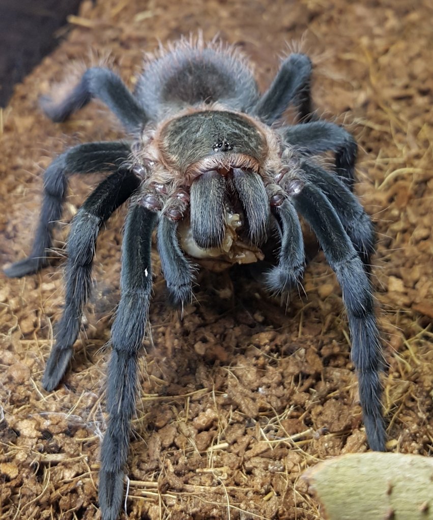 Brachypelma vagans