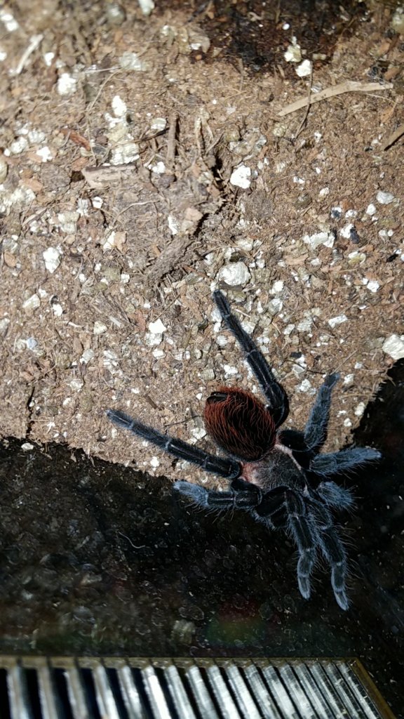 Brachypelma vagans