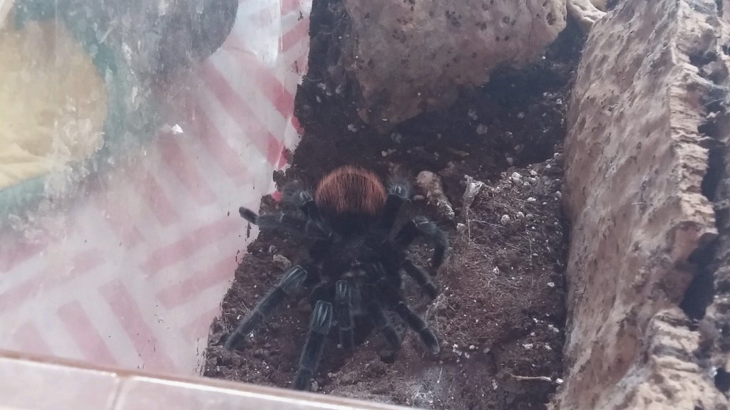 Brachypelma vagans