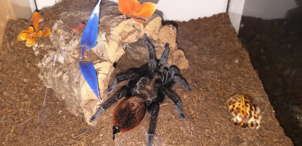 Brachypelma vagans