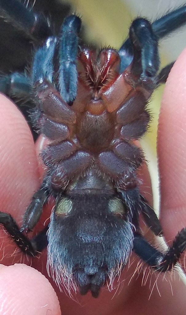 Brachypelma Vagans