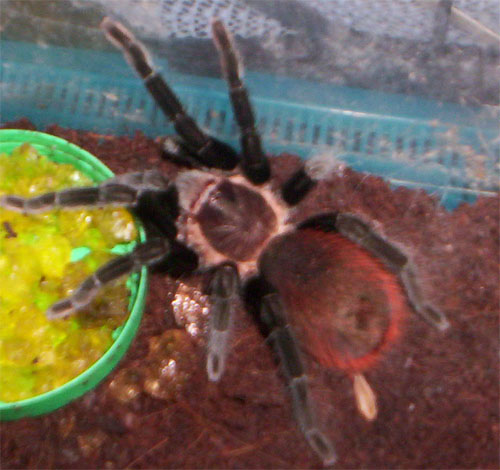 Brachypelma vagans