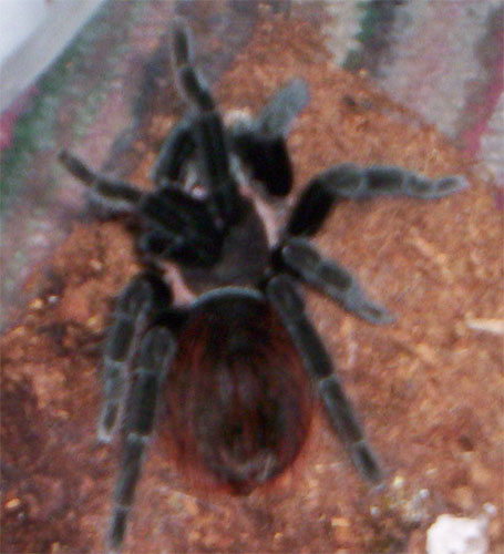 Brachypelma vagans