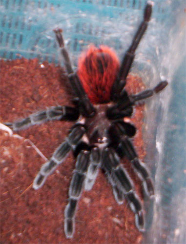 Brachypelma vagans