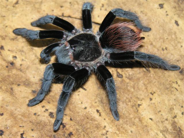 Brachypelma vagans