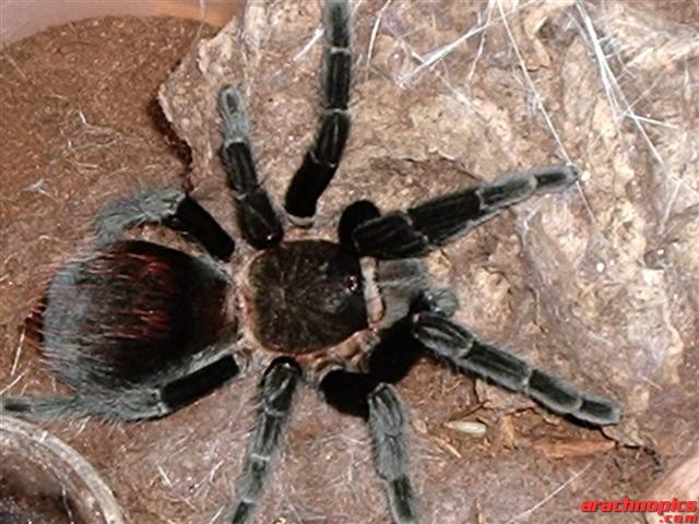 Brachypelma vagans