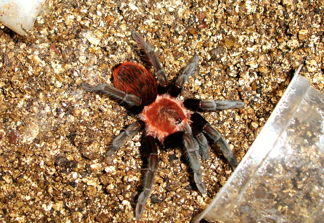 Brachypelma vagans