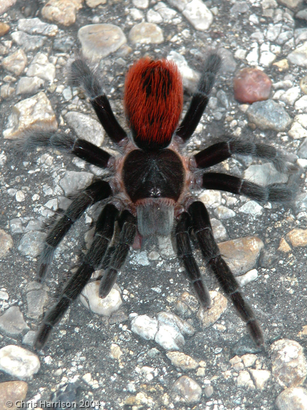 Brachypelma vagrans - Chiapas