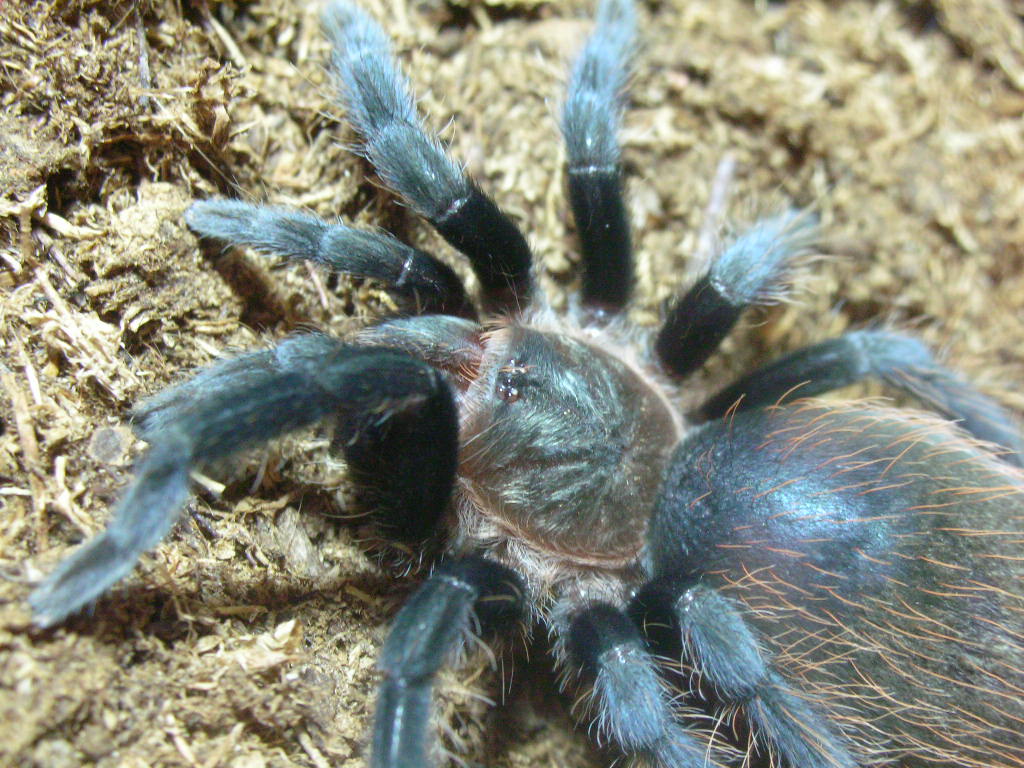 Brachypelma vegans