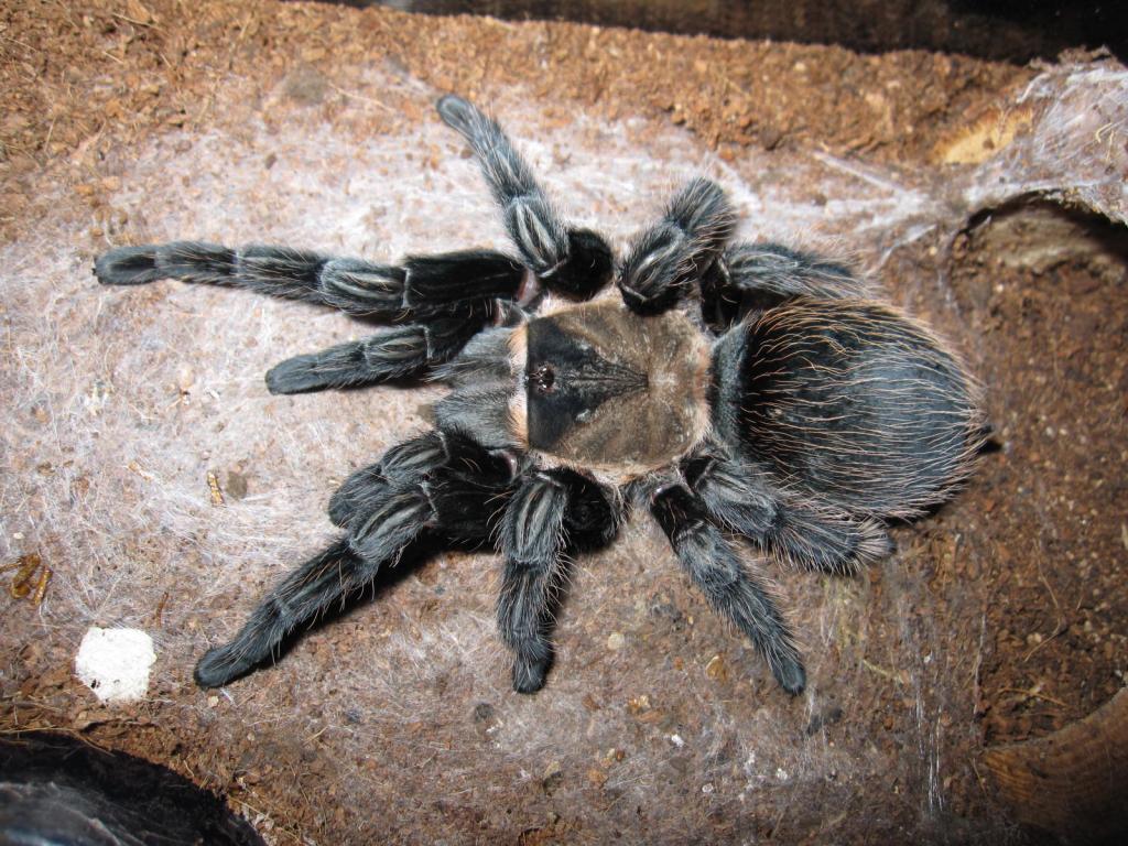 Brachypelma verdezi post-molt