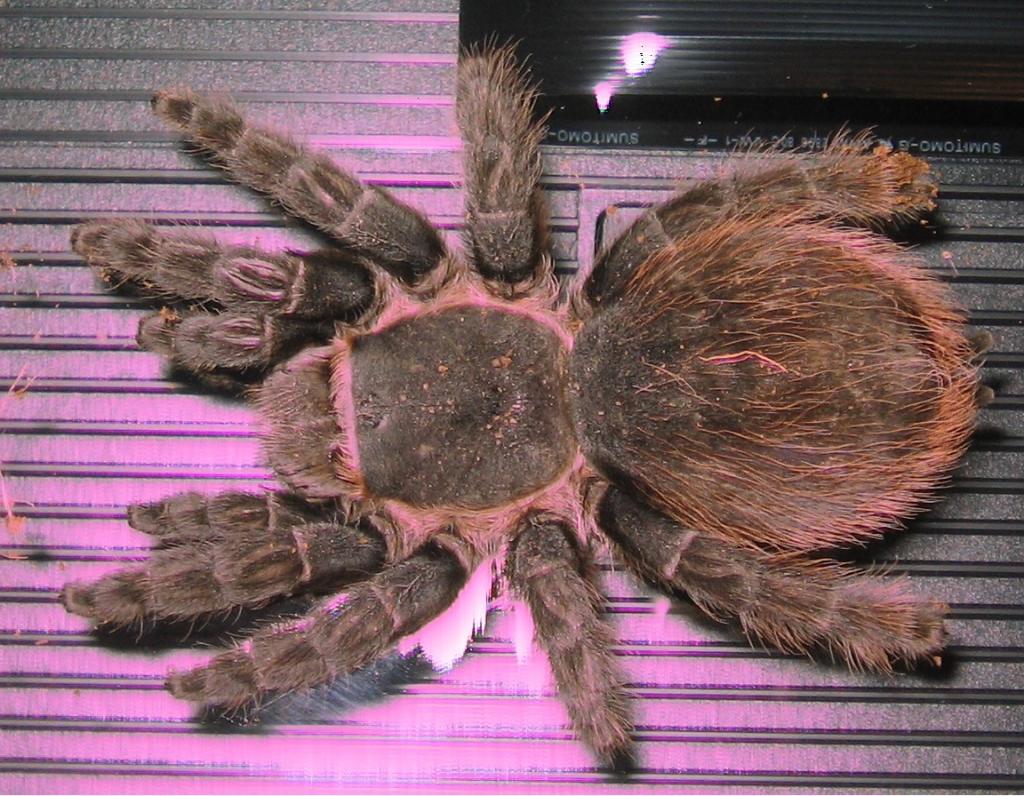 Brachypelma Verdezi?