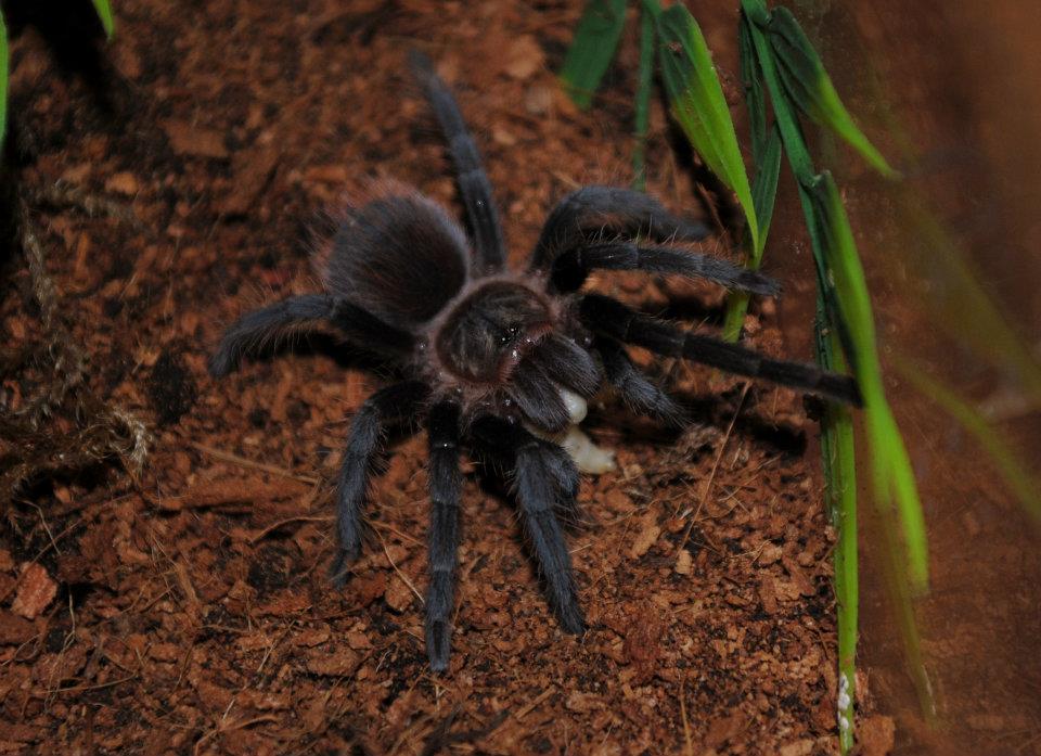 Brachypelma verdezi