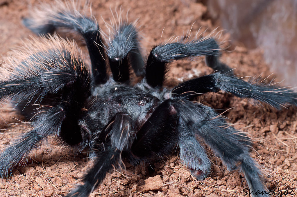 Brachypelma verdezi