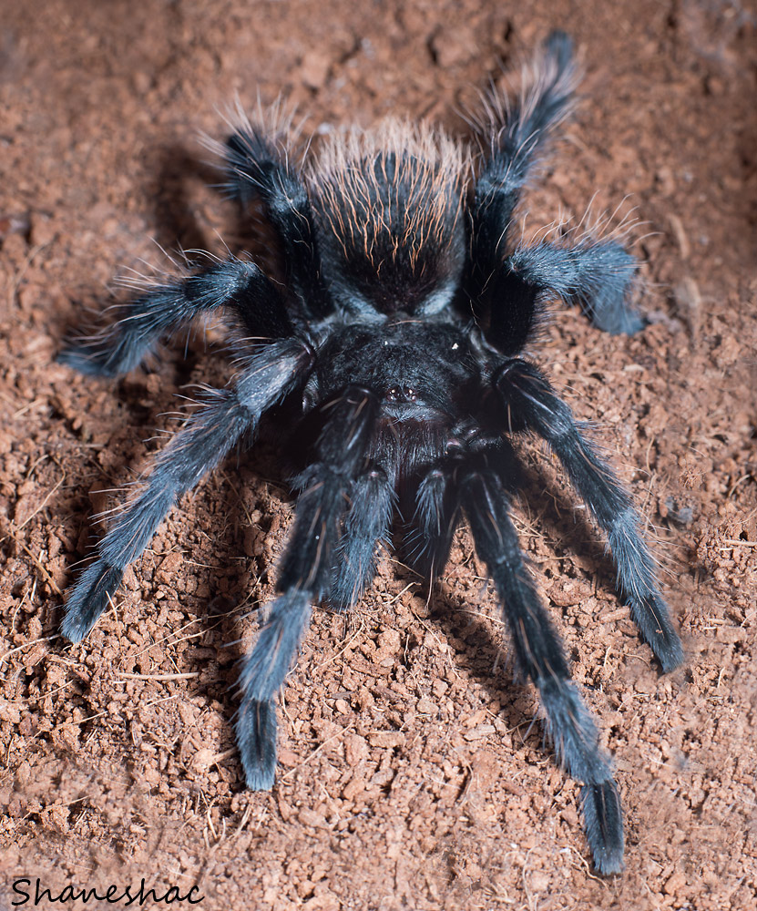 Brachypelma verdezi