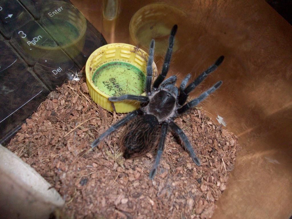 brachypelma