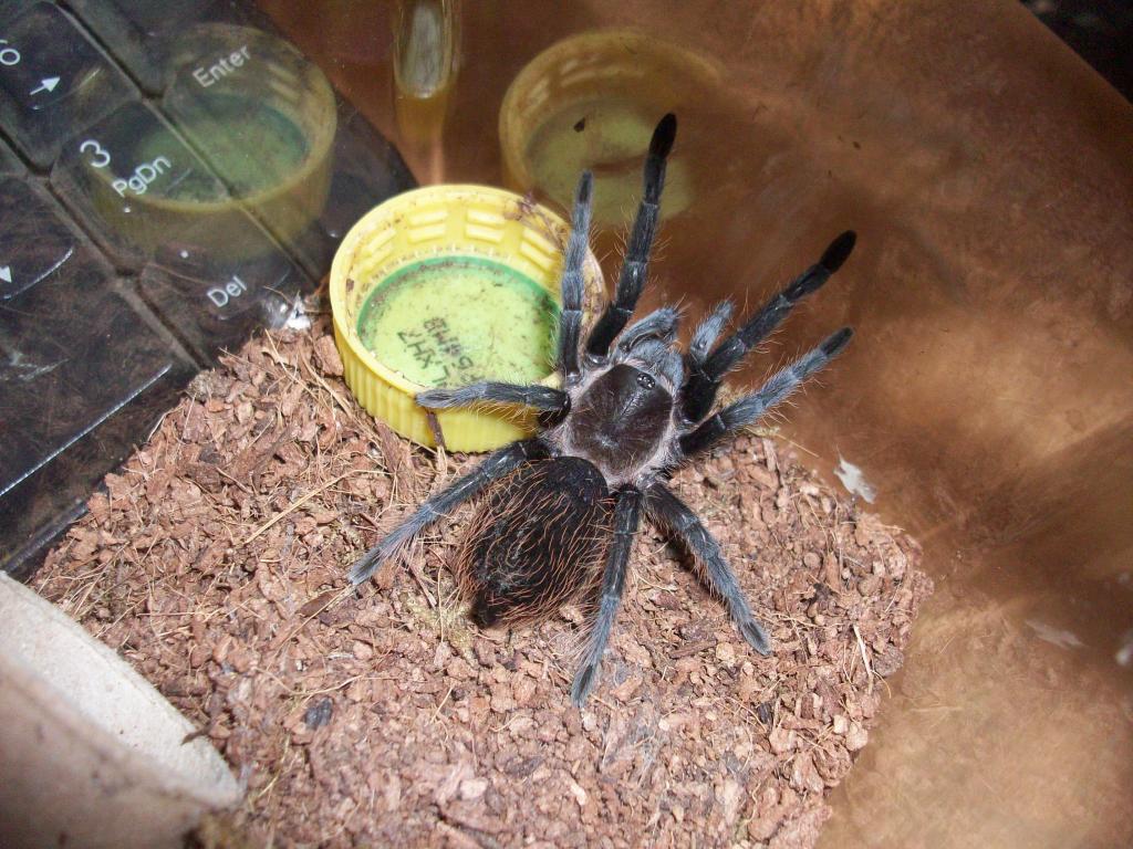 brachypelma