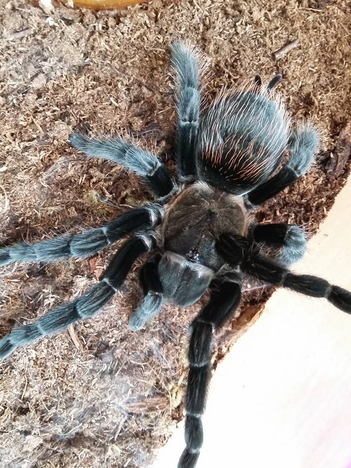 Brachypelma