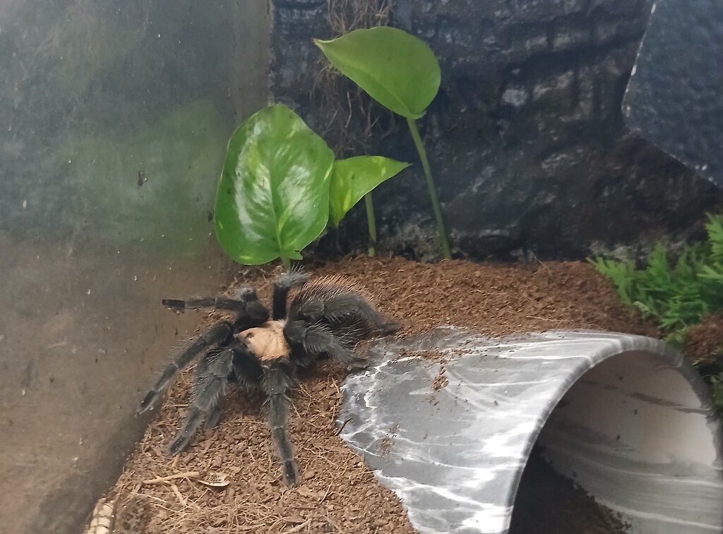 Brachypelma_albiceps?.jpg