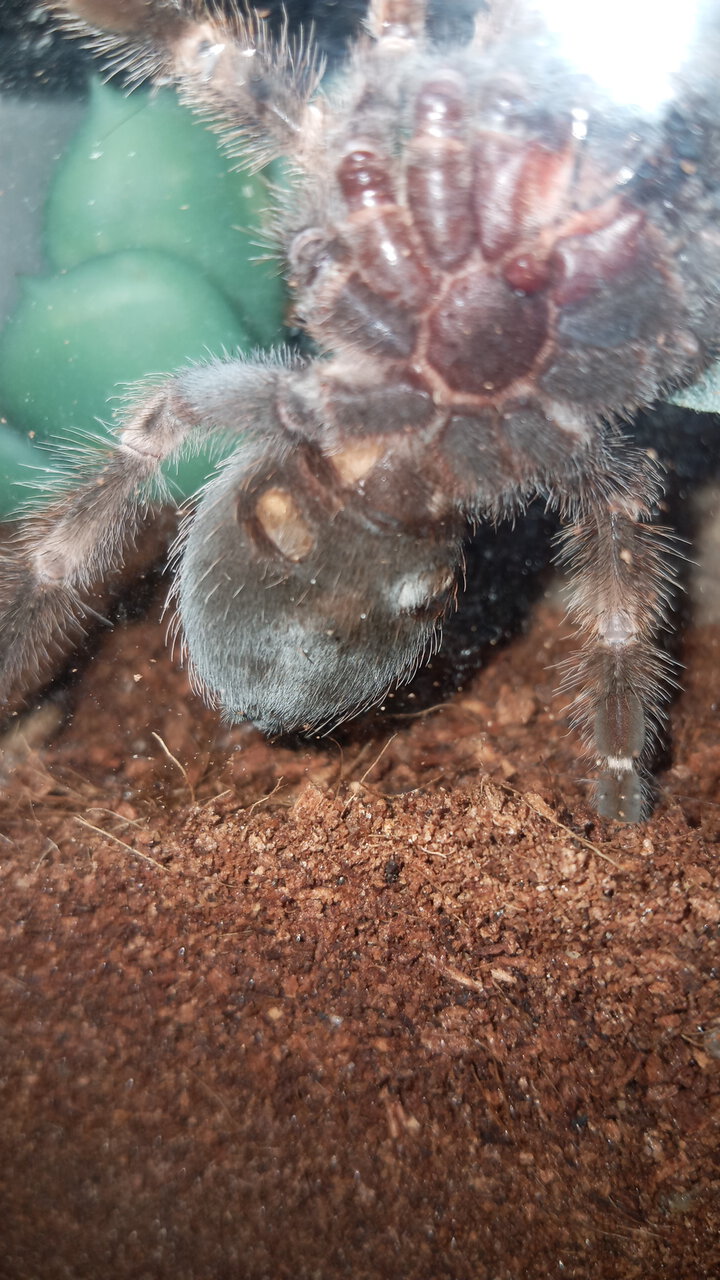 Brachypelma_hamorii.jpg