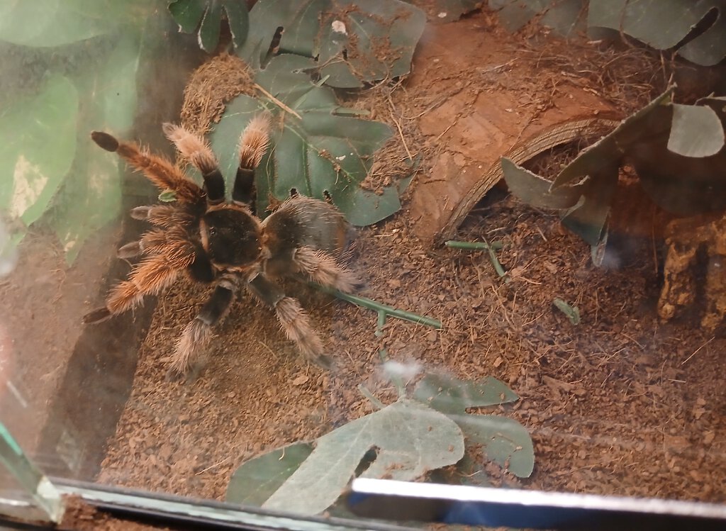 Brachypelma_klaasi?.jpg