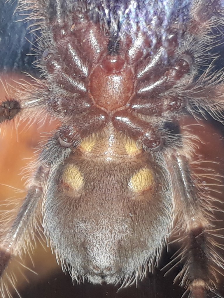 Brachypelma_smithi