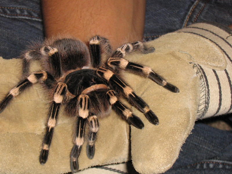 bradsspider005
