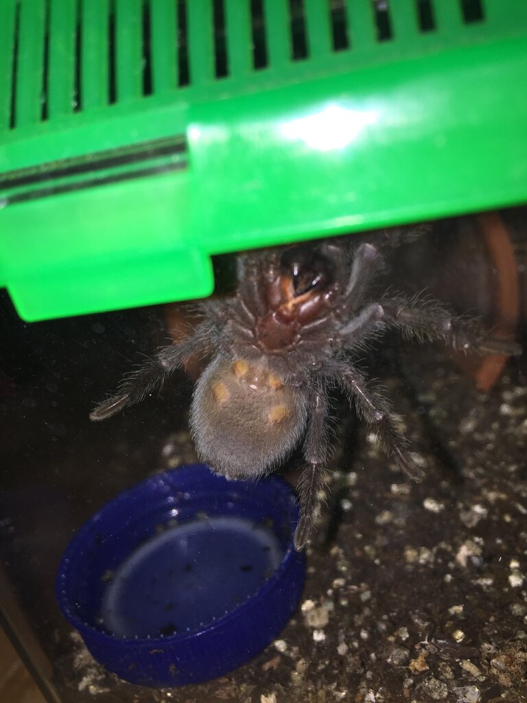 Brazilian Black (G. Pulchra) Male or Female