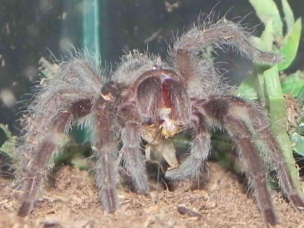 Brazilian Black Spiderling (grammostola Pulchra)