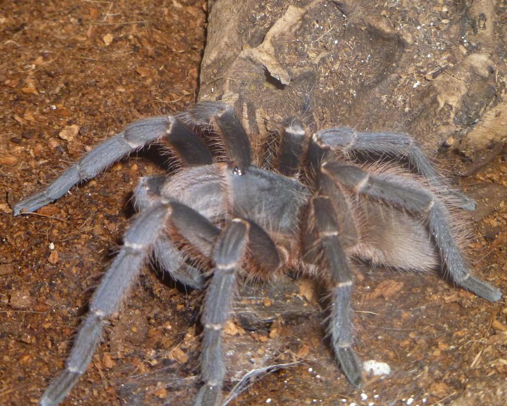 Brazilian giant black tarantula