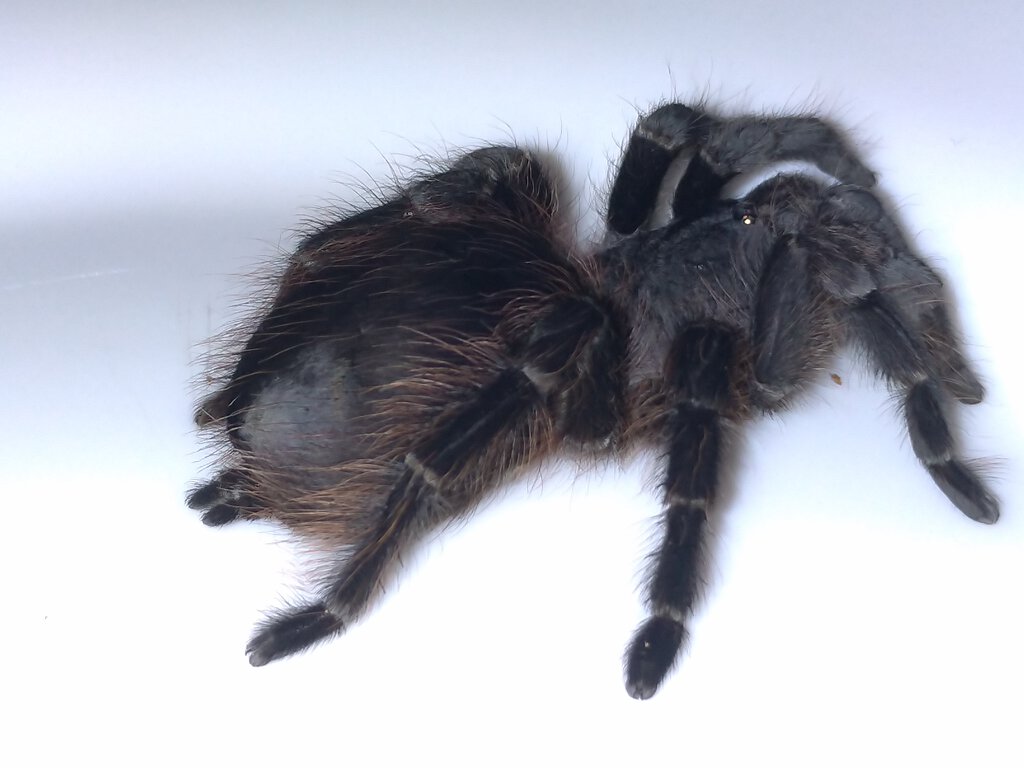 Brazilian Tarantula: Possible Acanthoscurria? [1/7]