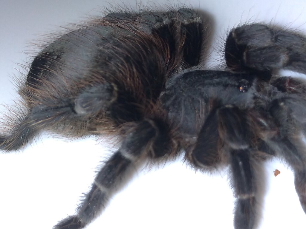 Brazilian Tarantula: Possible Acanthoscurria? [2/7]