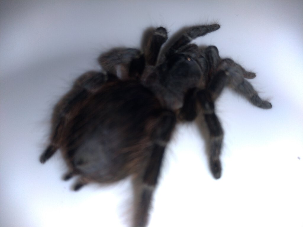 Brazilian Tarantula: Possible Acanthoscurria? [3/7]