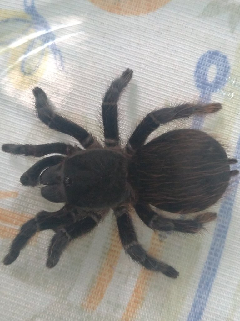 Brazilian Tarantula: Possible Acanthoscurria? [4/7]