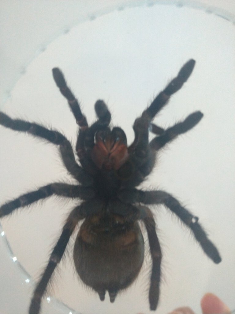 Brazilian Tarantula: Possible Acanthoscurria? [5/7]