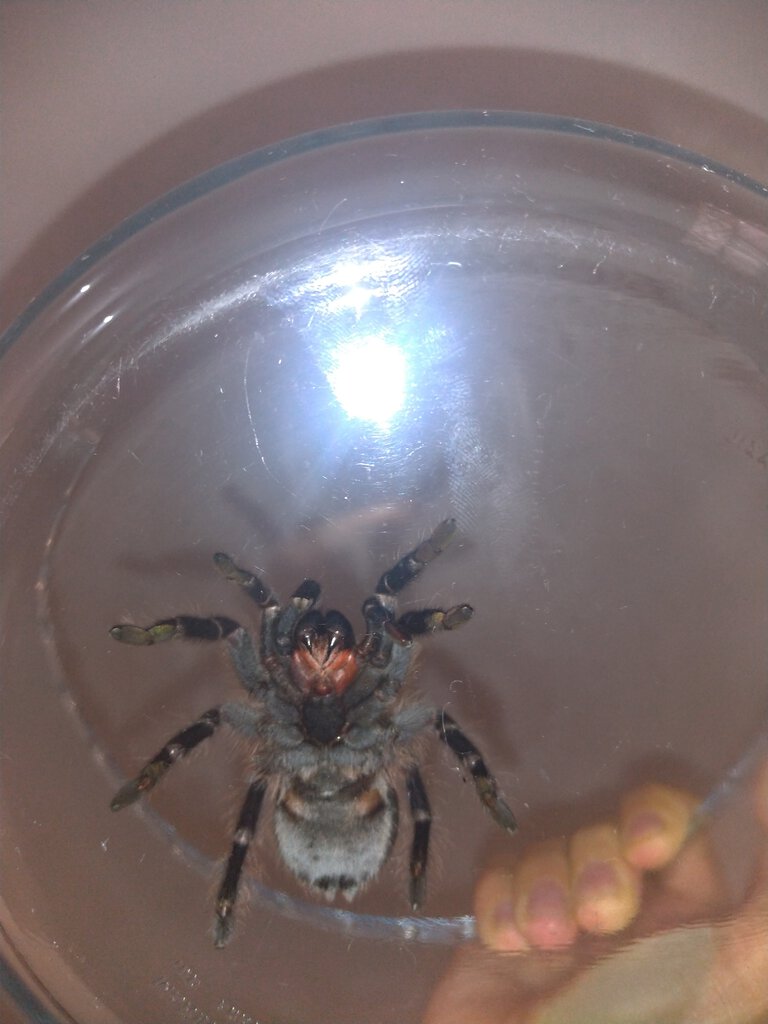 Brazilian Tarantula: Possible Acanthoscurria? [6/7]