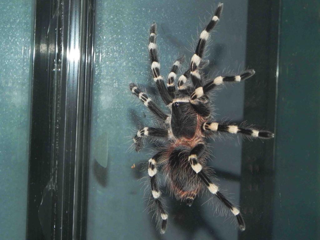 Brazilian White Knee (acanthoscurria Geniculata) | Arachnoboards