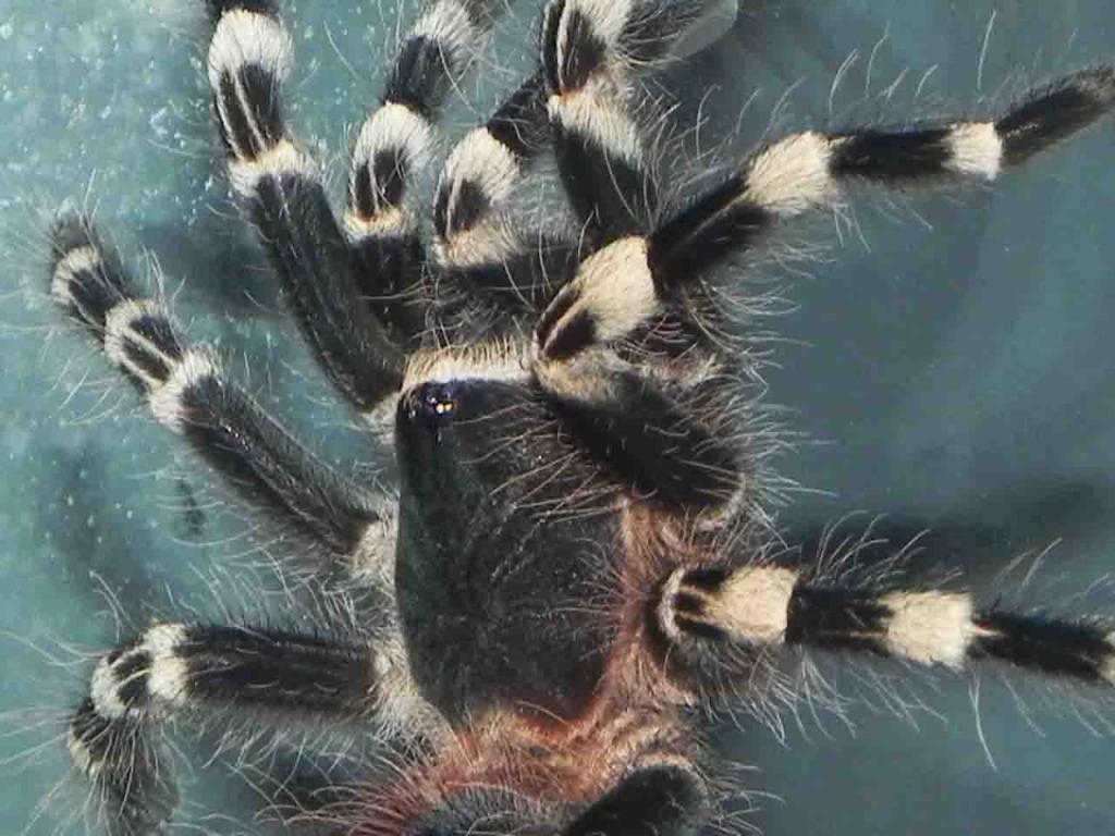 Brazilian White Knee (acanthoscurria Geniculata) | Arachnoboards