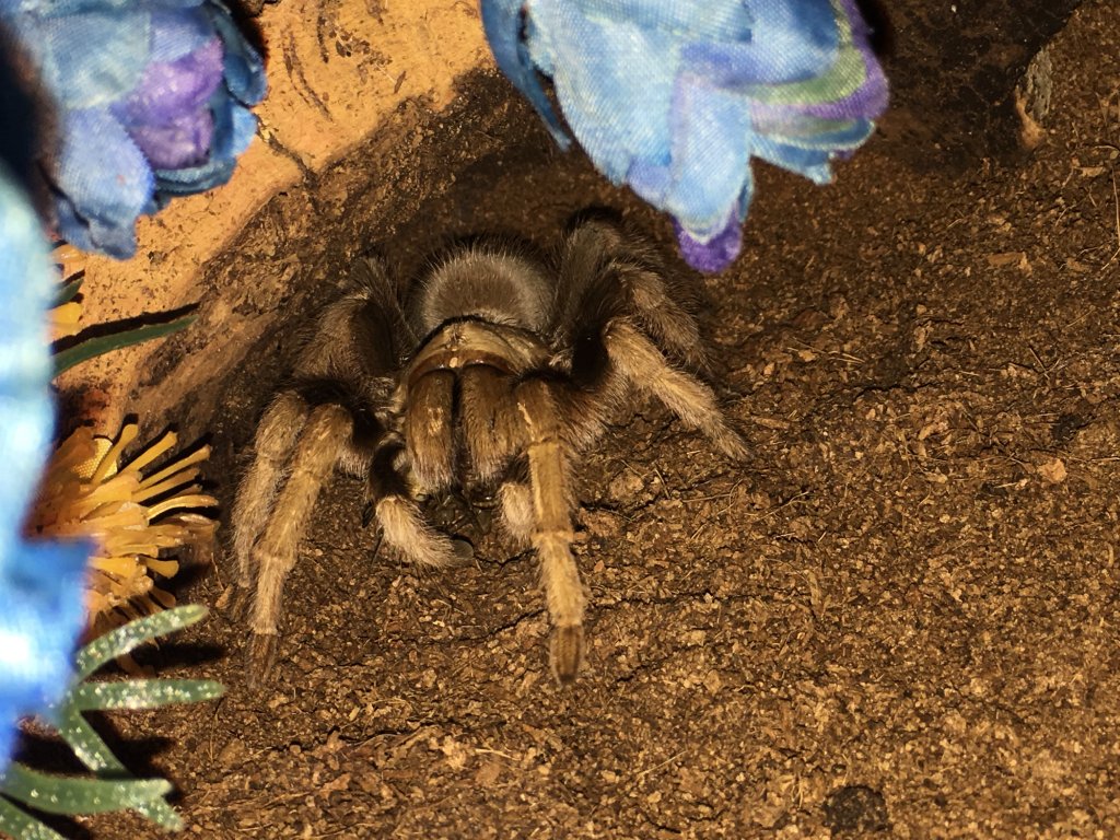 Brienne enjoying her first meal with me.