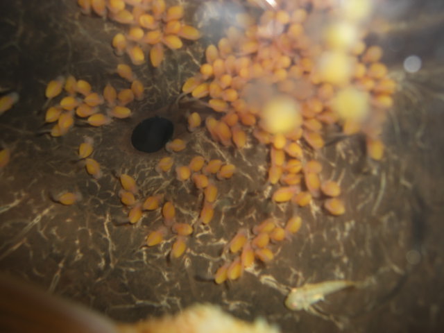 Bristlenose Babies