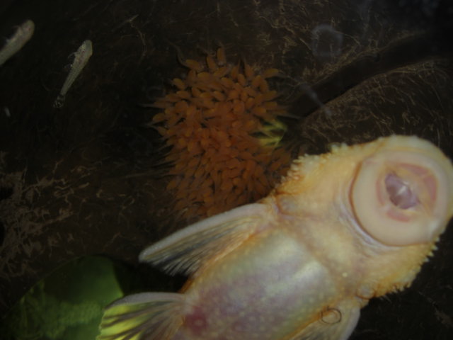 Bristlenose Babies